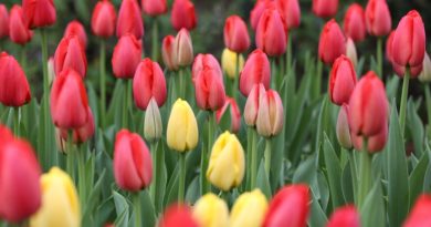 Indie plná tulipánů